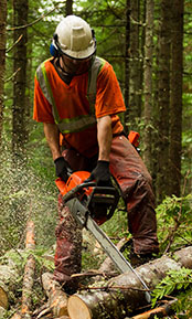 arborists