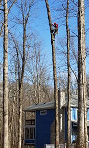 residentail commercial tree services