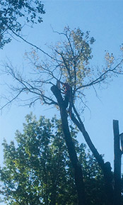 tree insurance